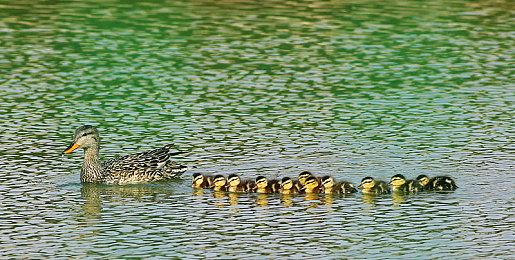 《暗黑破坏神2重制版》亚马逊预告 弓箭标枪大杀四方